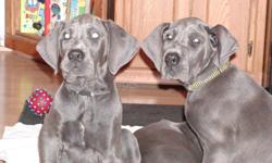 2 AKC BLUE GREAT DANE PUPPIES, MALES, PART EURO PEDIGREE. FULL AKC REGISTRATION. ONE SOLID BLUE THE OTHER SOLID BLUE EXCEPT FOR SMALL WHITE LINE ON CHEST. ALMOST HOUSE TRAINED.
1ST & 2ND SHOTS, WORMED 2X AND VET CHECKED. DEW CLAWS REMOVED. We are NOT a