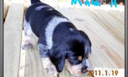 Beautiful AKC male bluetick beagle puppie for sale.For mor info go to www.louisianabluetickbeagle.com