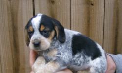 Beautiful AKC bluetick beagle pups ready for their new homes.Pups will make excellent X-mas presents for the rabbit hunter on your list!photo's available at www.louisianabluetickbeagle.com