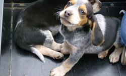 Beautiful AKC bluetick beagle pups.Will make great X-mas presents for the rabbit hunter on your list. www.louisianabluetickbeagle.com or call 318-407-0645