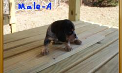 Beautiful AKC male bluetick beagle puppies for sale.For more info go to www.louisianabluetickbeagle.com.
