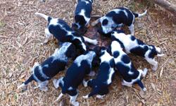 FOR SALE-Blueticked and Tri-colored beagle pups ready for the new home now.Wll make great Christmas presents for the special&nbsp; rabbit hunter on your list! Located in Alexandria $250.00 -- Pups Sire is Branko's Wheeler Dealer.