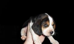 Blueticked and Tri-colored beagle pups ready for the new home now!Will make excellent Christmas presents for the rabbit hunter on your list! Located in Central Louisiana. $250.00 -- Pups Sire is Branko's Wheeler Dealer.
