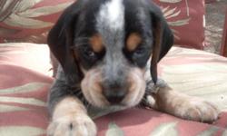 AKC reg Bluetick beagles 13" and 15" pups born 6/24/10 ready for new home 8/20/10. Dew claws removed. Comes with puppy care package that includes Health Cert, Health guarentee, bill of sale, registration papers, pedigree, bag of food and health record as