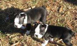 AKC Boston Terrier puppy 1 female left. Black & White, wormed, first shots, and vet checked. Ready for new home on 3/5/11.
Please call 561-483-4123 for details.