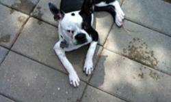 Looking for a female boston terrier to breed with my male AKC Boston Terrier.
Please send pictures and information.