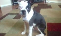 He is an AKC Boston Terrier. He is UTD on all shots/worming. (female must be as well!!!)$300 or pick of litter--if female is akc
pictures of him, as pup, mom and dad.
please send me information on your boston and pictures:)