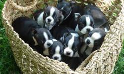 AKC, Boston Terrier with papers, up to date on vaccinations, dewormed, and parents are on site.
Black/white. Sponteneous, intelligent and affectionate. Ready for their forever homes.
They are nine weeks, DOB 4/21/11.
3 females for $650 each, and 1 male