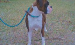 I HAVE A AKC 2 1/2 YR. OLD BOXER FOR SALE.. WONDERFUL WITH KIDS AND OTHER ANIMALS..
HE IS MICROCHIPPED, UP TO DATE ON ALL SHOTS.. I HAVE ALL PAPER WORK.. VET PAPERS, AKC REGISTRATION, BLOODLINE INFO.. YOU NAME IT I HAVE IT FOR HIM..
I REALLY DONT WANT TO