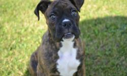 Beautiful AKC registered boxer male. He is super friendly and loves to play. Born on Feb. 21, 2011, he will come up to date on shots and dewormings.