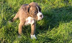 1 mostly white AKC Boxer puppy $500, and 1 brindle puppy $600 , female Brindle boxer $625. 9 weeks old, vet checked , up to date on shots. Delivery available on November 16, 2010 for an additional $75. Delivery available on all of our puppies. Visit