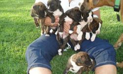 AKC Boxer Brindle Puppies, 2 males, 3 Females. Black Masks with White Markings. Ready to go to a wonderful home. (208)221-2906 or 221-4751 or 547-4751