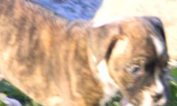 Nice AKC Boxer puppies that start in price at $475--to $850. Liver or chocolate AKC German Shepherd male puppies, these are pretty rare & very beautiful, $2000. 561-881-3326