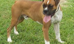 AKC FLASHY MALE BOXER-LIMITED $250-UNLIMITED $500-BEAUTIFUL MALE WITH A LOT OF ENERGY-HAS A LOT OF POTENTIAL FOR A STUD (UNPROVEN)