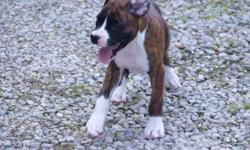 I have 2 female boxer puppies 9 wks old, 2 are flashy brindle & 1 regular brindle. They are current on their shots & wormings. The tails are docked & dew claws removed. They have been vet ckd & ready to go! These puppies have been raised in our home. They