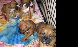 akc boxer puppies 4 sale have had shots doc and dew clawed
