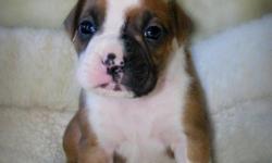 Registered AKC Boxer Puppies - Fawn (3 M) w/black mask and (4 F) w/white markings. Tails docked and dew claws removed. 1st shots and wormed. Ready to go. Asking $350. More pics available.