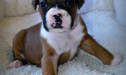 Registered AKC Boxer Puppies - Fawn (3 M)w/black mask and (4 F) w/white markings. Tails docked and dew claws removed. 1st shots and wormed. Ready to go. Asking $350. More pics available.