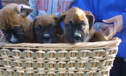 AKC BOXER PUPPIES for sale. 9 weeks old. Vet checked/shots. 3 male fawn pups, 1 female brindle, 1 female white pup.