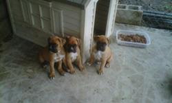 I have 2 male and 1 female AkC boxer puppies. They are fawn in color born 3/17/2011. They have been dew clawed and their tails have been docked. Already given their 1st round of shots and have been dewormed.
