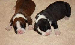BOXER PUPPIES AKC Brindle, Black (Reverse Brindle) very flashy. Sire has German bloodlines. Tails have been docked and dew claws removed. The puppies were born 7-27-2011 will be ready 9-10-2011. Reserve yours today with a purchase contract and a $ 150.00