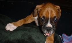 I have 1 male akc registered boxer puppy left. Both have had tails docked declaws removed & first set of shots. Parents on site. The little boy is the one with the half collar & a little white on his nose. The girl is due to be picked up this week.
Three
