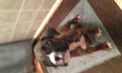 AKC Boxer Puppies
I have&nbsp;4 females. 3 are brindle with white markings and&nbsp;one is&nbsp;fawn with white markings. I have 4 males. 3 males are brindle with white markings and 1 is&nbsp; fawn with white markings. Tails have been docked and dew claws