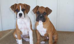 AKC Boxer Puppies $500 - 11 Weeks Old - - Dewormed (Nemex) and Up-To-Date Vaccinations (8 N 1 Vac)-Fawn with Black Mask Male and Flashy Fawn Female - Adult Dam 60 Pounds and Sire Pictured (Not for Sale) Call 318-305-2136