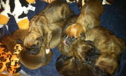 We have 4 Males and 3 Females. Brindle & Fawn. AKC Registered with full papers. Wormed and Shots up to date. Please call 985.646.0211 Melissa or 985.445.7334
Beautiful TIGER markings. Photos of all pups avaialble upon request