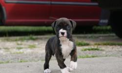 &nbsp;female akc boxer puppies available july 11th.2 brindle,2 black