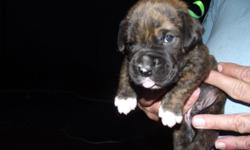 AKC Boxer Puppies 5 female, 4 males born November 22 Thanksgiving day.&nbsp; They will be ready for their new home around January 1, 2013. You can view them @ www.boxerdeals.com under&nbsp;Penny's&nbsp;nursery or call 903-758-3222 for more