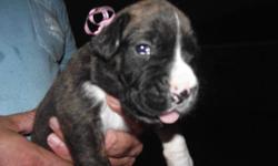 We have gorgeous AKC Boxer puppies, 5 Female and 4 male&nbsp;they were born on Thanksgiving Day, November 22, 2012.&nbsp; They will be ready for their new home around January 1, 2013.&nbsp; Their tails are docked, dewclaws removed, their 1st shots and