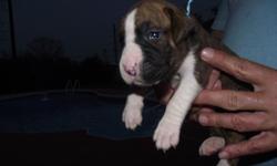 We have gorgeous AKC Boxer puppies, 5 Female and 4 male&nbsp;they were born on Thanksgiving Day, November 22, 2012.&nbsp; They will be ready for their new home around January 1, 2013.&nbsp; Their tails are docked, dewclaws removed, their 1st shots and