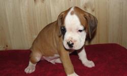 AKC reg. boxer puppy looking for his forever home and family... He will leave our home utd on shots and worming and prespoiled. I take great pride in raising healthy, happy, beautiful, well rounded boxers to go from my family to yours. For more info on my
