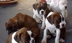 Brindle, flashy male and female boxer pups, born 12/06/10. AKC Papers, adorable:-)