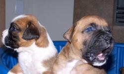 Beautiful Boxers. Born May 20th. Will be ready for new homes on July 15th. Six puppies born, two are already adopted. I have two males and two females left. They are fawn and flashy fawn. I am taking deposits now. They are AKC registered and have great
