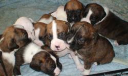 I have 8 boxer puppies. 6 males and 2 females. I have white, brindle, and fawn. They come with akc registration papers, all shots up to date tails docked and 1 year of any genetic desease. Both parents are on premises. They will be available on feb. 10