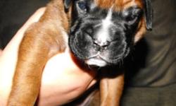 Semi Flashy Deep Fawn Male
Available June 6th
Visit us at AutumnSpringsBoxers. com
Contact us at IWantThatPuppy@AutumnSpringsBoxers. com