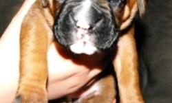 Bella
Semi Flashy Deep Fawn Female
Available June 6th
Visit us at AutumnSpringsBoxers. com
Contact us at IWantThatPuppy@AutumnSpringsBoxers. com
