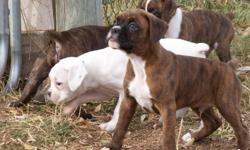 Beautiful flashy brindle AKC registered boxer puppies. Have been vet checked, current on shots, and dewormed. Dew claws removed and tails are docked. Available to come be your loving companion Nov. 22, 2010. 1 male and three females. Call 307-689-6444 or