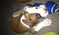 AKC Boxer Puppy for Sale-UTD on shots-6 weeks old.