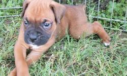 We currently have 6 boxer puppies available. Born August 8, 2011. Our Joubert's Jackson Square, "Jack" is the the sire. He can be seen on our website: www.boxerbarn.net The dam belongs to another breeder. 3-Males & 3-Females Raised inside; Vet checked;