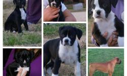 We currently have 5 - 7 week old boxer puppies for sale. 1- male & 4-females. They are being raised inside the family home with 4 young boys. Extremely healthy; vet checked; UTD on all age appropriate shots and wormings. If interested in one of these