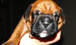 Guss
Semi Flashy Deep Fawn Male
Available June 6th
Visit us at AutumnSpringsBoxers. com
Contact us at IWantThatPuppy@AutumnSpringsBoxers. com