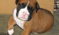 Junior
Flashy Deep Fawn Male
Available June 6th
Visit us at AutumnSpringsBoxers. com
Contact us at IWantThatPuppy@AutumnSpringsBoxers. com