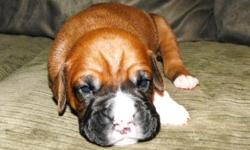 Marvin
Semi Flashy Deep Fawn Male
Available June 6th
Visit us at AutumnSpringsBoxers.com
Contact us at IWantThatPuppy@AutumnSpringsBoxers.com