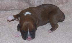 Rita
Flashy Deep Fawn Female
Champion & Euro Bloodlines
Available June 22nd
Visit us at AutumnSpringsBoxers. com
Contact us at IWantThatPuppy@AutumnSpringsBoxers. com