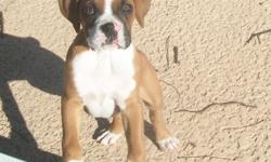 AKC Champion Bloodline Boxer puppy. I have one male puppy left. He is fawn with a black mask with a white blaze, chest, and socks. He was born Christmas Day. Both parents are raised at home with other dogs and children. The father weighs about 80-85