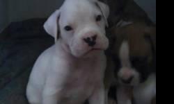 BOTH PARENTS ARE ON PREMISE. PARENTS ARE AKC REGISTERED. THE FATHER IS 75% BLACK BRINDLE AND THE MOTHER IS FLASHY WHITE. PARENTS HAVE A GOOD TEMPERAMENT AND ARE WELL SOCIALIZED.
PUPPIES HAVE THEIR TAILS DOCKED, DE-CLAWED AND WILL BE RECEIVING THEIR FIRST
