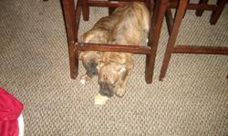 AKC Boxer puppy. I have one female left,&nbsp;She is &nbsp;brindle with a black masks and she is ready to go to her new home. She comes from champion blood lines,&nbsp; AKC Registered.
The puppies have their tails docked and dew claws removed. They will